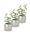 Mini Çiçek Saksı Küçük Sukulent Gümüş Kaktüs Saksısı 3lü Set Kaktüs Desenli Model